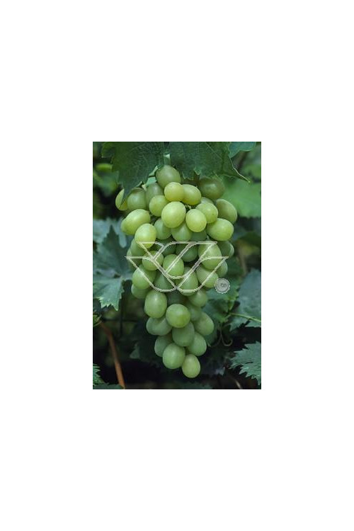 Winorośl 'Refren' Vitis