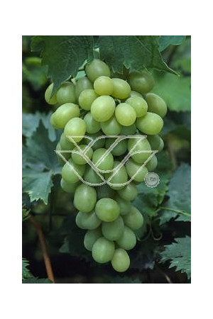 Winorośl 'Refren' Vitis