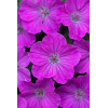 Bodziszek czerwony 'Frivolius Purple' | Geranium sanguineum
