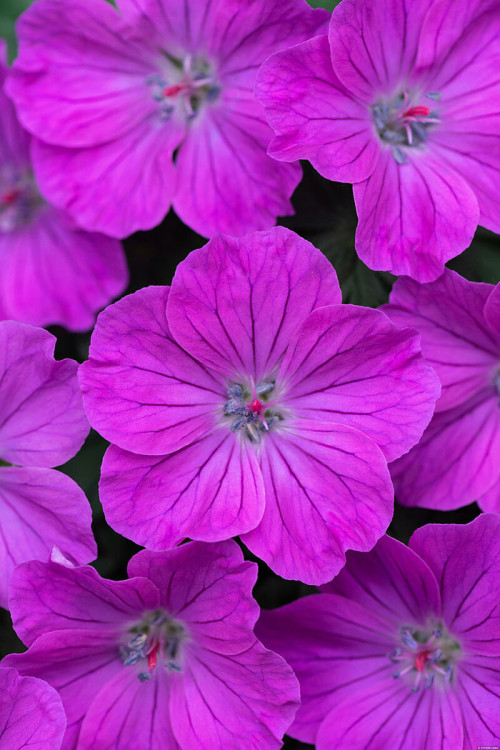 Bodziszek czerwony 'Frivolius Purple' | Geranium sanguineum