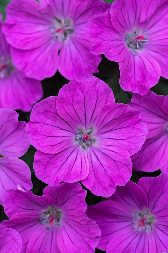 Bodziszek czerwony 'Frivolius Purple' | Geranium sanguineum