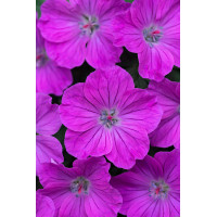 Bodziszek czerwony 'Frivolius Purple' | Geranium sanguineum