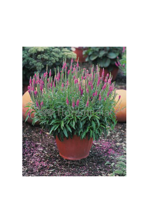 Przetacznik kłosowy 'Baby Pink' Veronica spicata