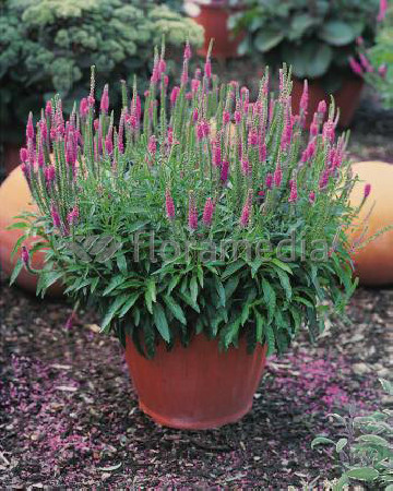 Przetacznik kłosowy 'Baby Pink' Veronica spicata