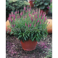 Przetacznik kłosowy 'Baby Pink' Veronica spicata