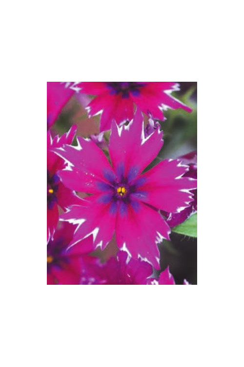 Floks wiechowaty 'Purple Star' | Phlox panniculata