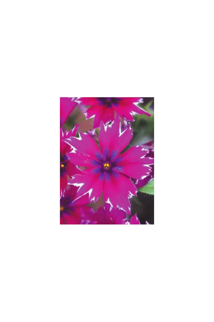 Floks wiechowaty 'Purple Star' | Phlox panniculata