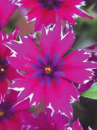 Floks wiechowaty 'Purple Star' | Phlox panniculata