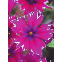 Floks wiechowaty 'Purple Star' | Phlox panniculata