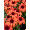 Jeżówka 'SunMagic Vintage Orange' | Echinacea