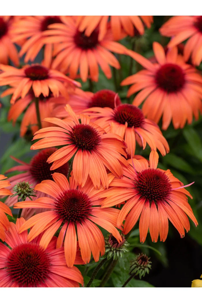 Jeżówka 'SunMagic Vintage Orange' | Echinacea