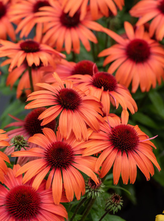 Jeżówka 'SunMagic Vintage Orange' | Echinacea