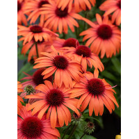 Jeżówka 'SunMagic Vintage Orange' | Echinacea