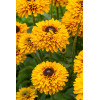 Rudbekia 'SmileyZ Double Kissing' | Rudbeckia