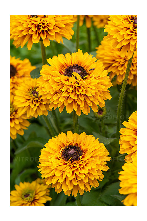 Rudbekia 'SmileyZ Double Kissing' | Rudbeckia