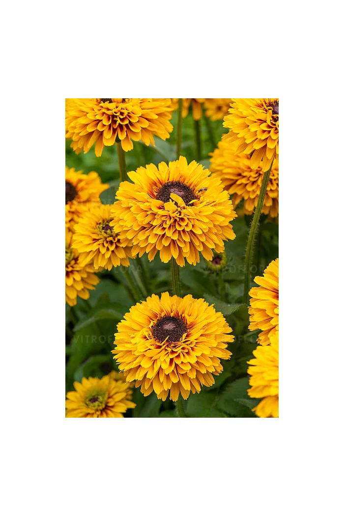 Rudbekia 'SmileyZ Double Kissing' | Rudbeckia