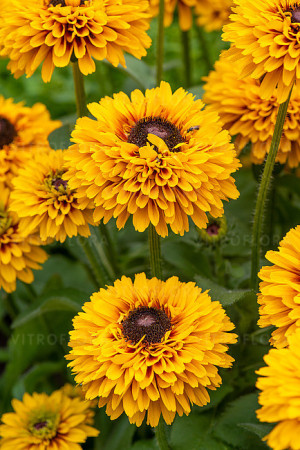 Rudbekia 'SmileyZ Double Kissing' | Rudbeckia