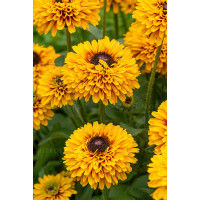 Rudbekia 'SmileyZ Double Kissing' | Rudbeckia