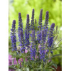 Przetacznik kłosowy 'Baby Blue' Veronica spicata