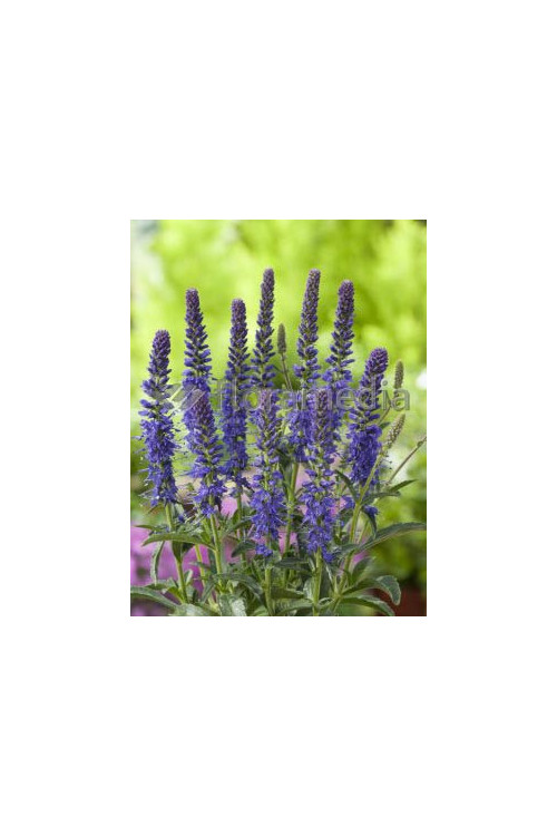 Przetacznik kłosowy 'Baby Blue' Veronica spicata