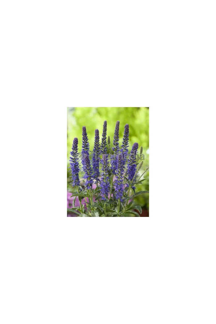 Przetacznik kłosowy 'Baby Blue' Veronica spicata