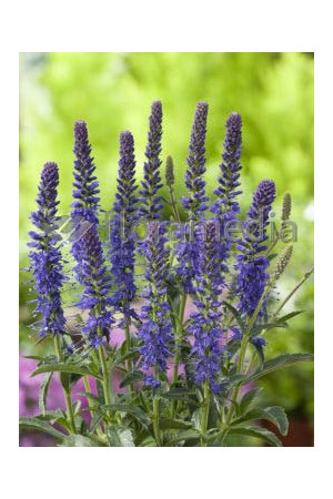 Przetacznik kłosowy 'Baby Blue' Veronica spicata