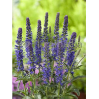 Przetacznik kłosowy 'Baby Blue' Veronica spicata