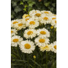 Złocień 'Real Dream' | Leucanthemum x superbum