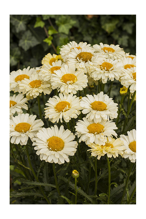 Złocień 'Real Dream' | Leucanthemum x superbum