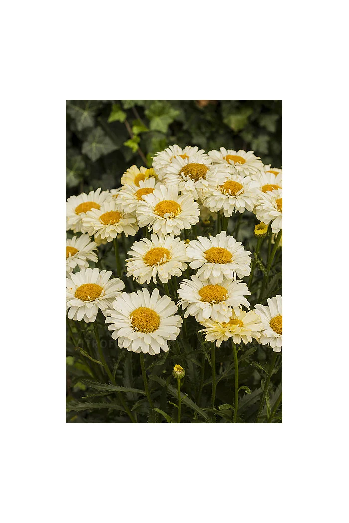 Złocień 'Real Dream' | Leucanthemum x superbum