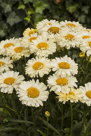 Złocień 'Real Dream' | Leucanthemum x superbum