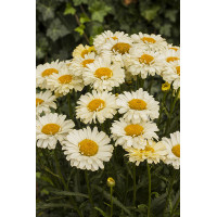 Złocień 'Real Dream' | Leucanthemum x superbum