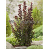 Berberys Thunberga 'Red Rocket' Berberis thunbergii