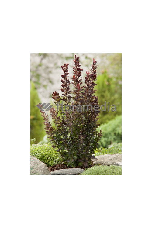 Berberys Thunberga 'Red Rocket' Berberis thunbergii