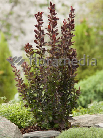 Berberys Thunberga 'Red Rocket' Berberis thunbergii