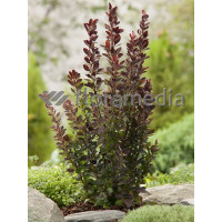 Berberys Thunberga 'Red Rocket' Berberis thunbergii