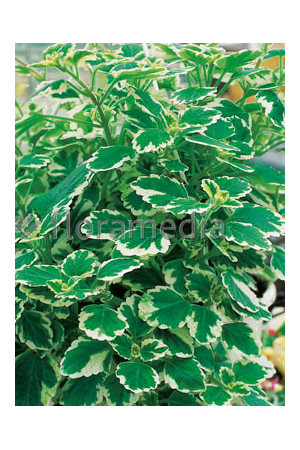 Komarzyca (Plektrantus) | Plectranthus