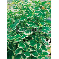 Komarzyca (Plektrantus) | Plectranthus