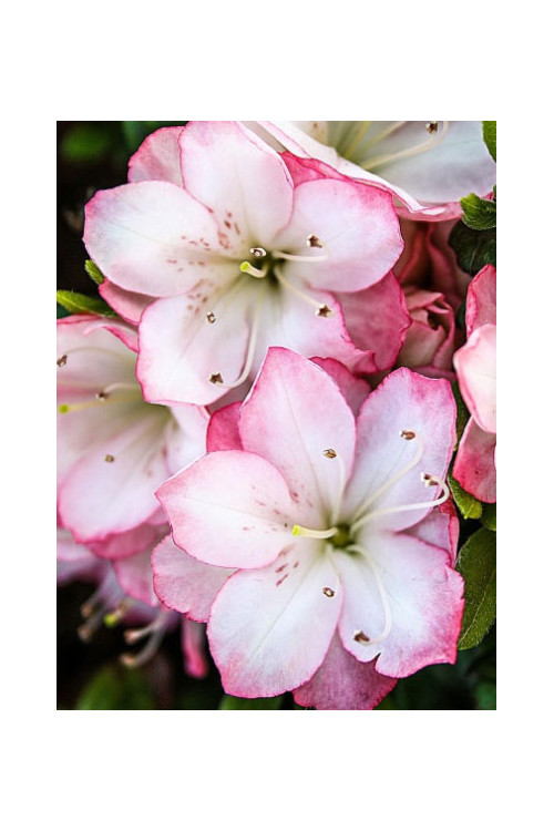 Azalia japońska 'Peggy Ann' Azalea japonica