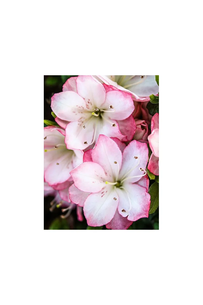 Azalia japońska 'Peggy Ann' Azalea japonica