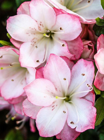 Azalia japońska 'Peggy Ann' Azalea japonica