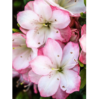 Azalia japońska 'Peggy Ann' Azalea japonica