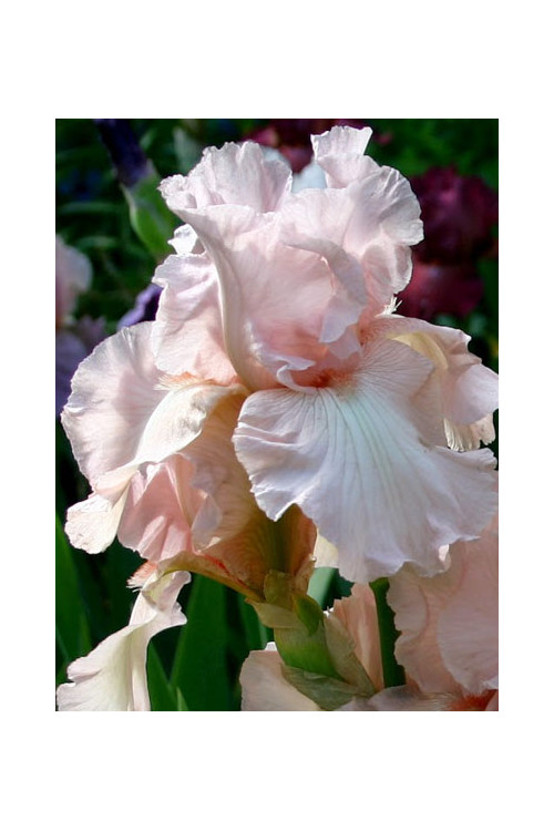 Kosaciec (Irys) bródkowy 'Vanity' Iris germanica