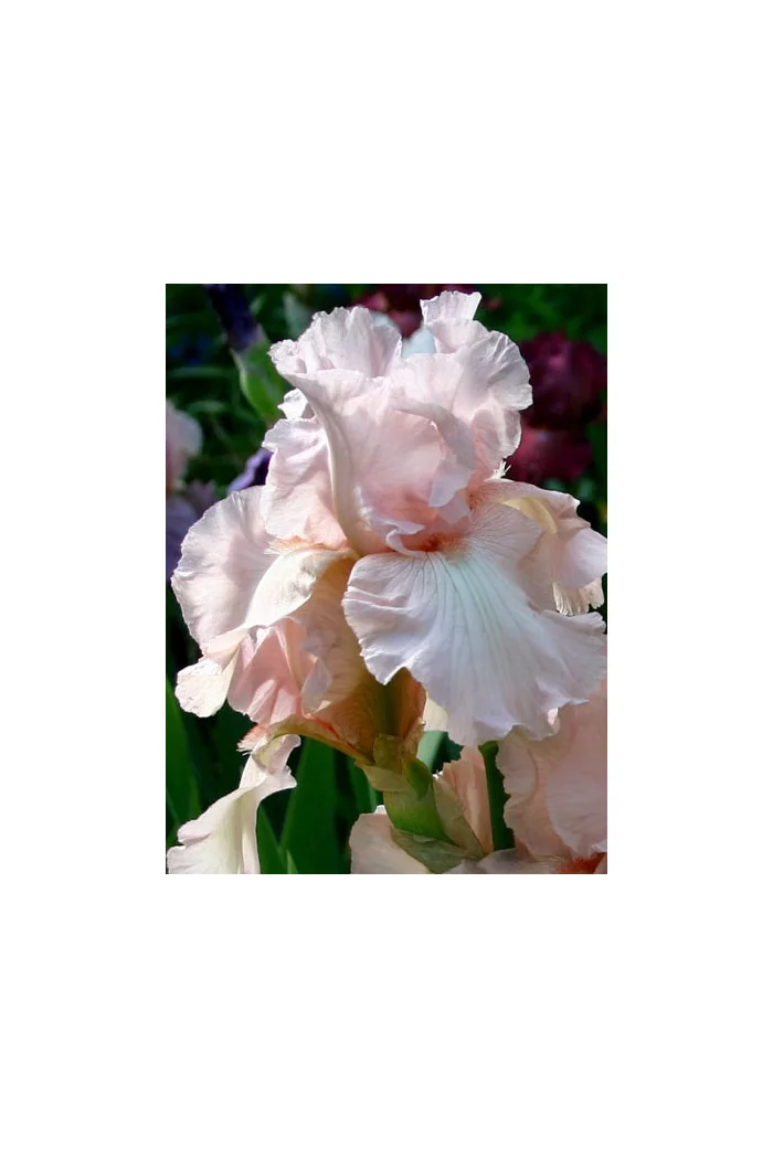 Kosaciec (Irys) bródkowy 'Vanity' Iris germanica