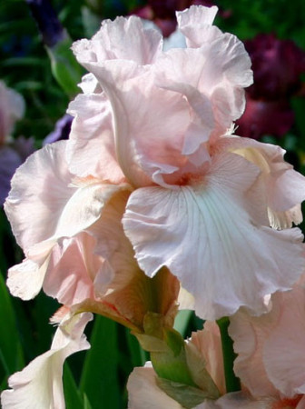 Kosaciec (Irys) bródkowy 'Vanity' Iris germanica