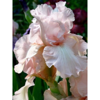 Kosaciec (Irys) bródkowy 'Vanity' Iris germanica