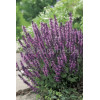 Szałwia omszona 'Apex Pink' Salvia nemorosa