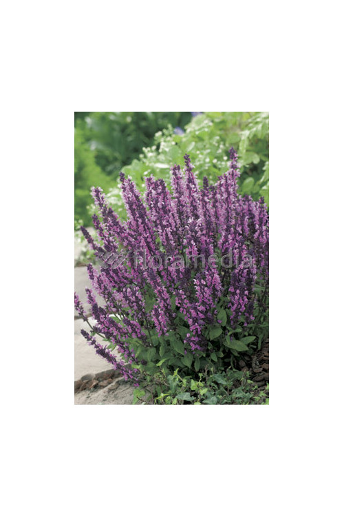 Szałwia omszona 'Apex Pink' Salvia nemorosa