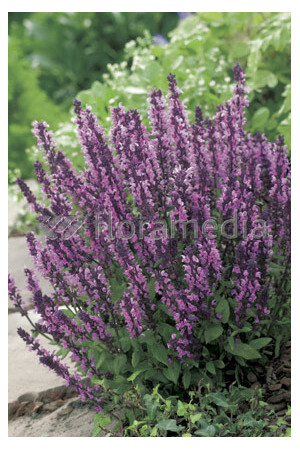 Szałwia omszona 'Apex Pink' Salvia nemorosa