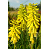 Trytoma 'Lemon Popsicle' Kniphofia